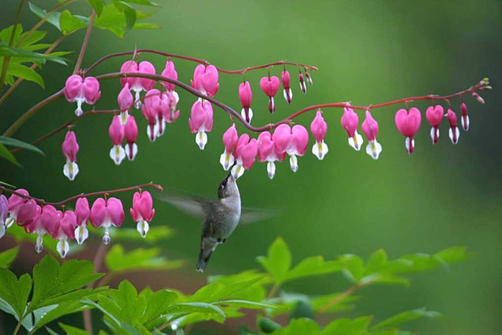 Hummingbird on a bleeding heart flower