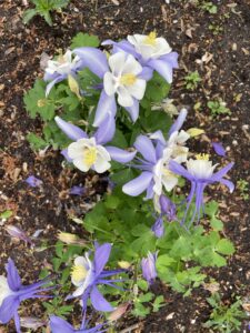 Blue columbine from the Kauffman Memorial Gardens