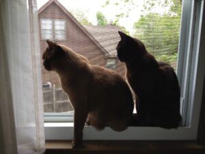 Pugsley and Booboo in the window