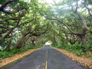 Canopy of trees on a long road