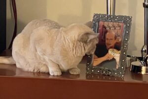 Iris the cat looking at a photo of John